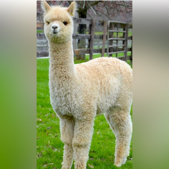 LAMA Rug - Picture 9 of 9